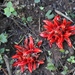 Zingiber chrysanthum - Photo (c) luvspan, all rights reserved, uploaded by luvspan