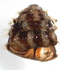 Aeschrodomus stipulatus image