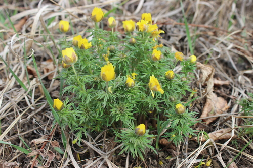 Adonis volgensis