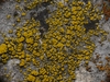 Hidden Goldspeck Lichen - Photo (c) Shaun Pogacnik, all rights reserved, uploaded by Shaun Pogacnik