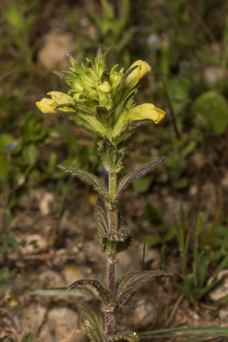 Yellow Glandweed