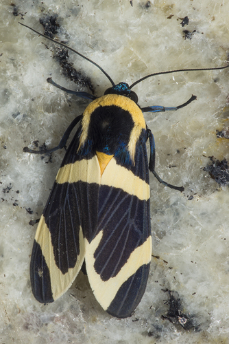 Viviennea dolens Druce, 1904