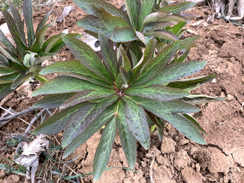 Helleborus croaticus