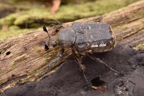 Parapilinurgus