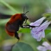 Black-sided Bumble Bee - Photo (c) 豆豆, all rights reserved, uploaded by 豆豆