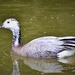 Bar-headed × Barnacle Goose - Photo (c) ggdesbois, all rights reserved, uploaded by ggdesbois