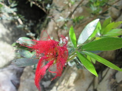 Calliandra antioquiae image