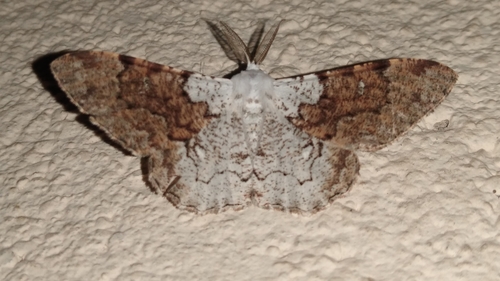 Thyrinteina arnobia