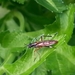 Evansomyia - Photo (c) beecode, todos os direitos reservados