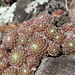 Sempervivum arachnoideum - Photo (c) Alessandro Ghezzer, όλα τα δικαιώματα διατηρούνται, uploaded by Alessandro Ghezzer