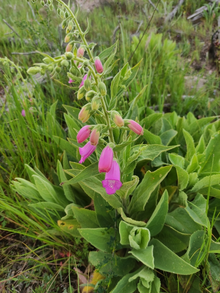 Dedaleira-esbatida (Digitalis thapsi) · BioDiversity4All, image size:769x1024
