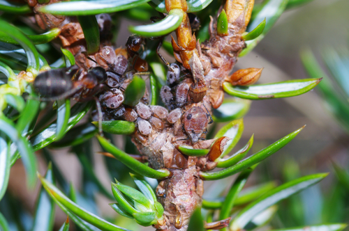 Juniper Aphid