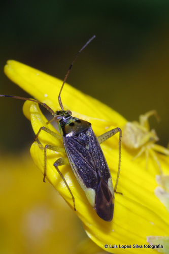 trivial plant bug