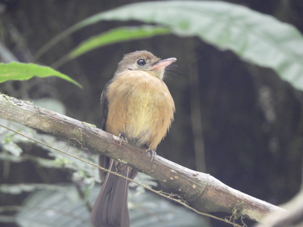 Tawny-breasted Flycatcher photo
