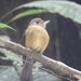 Tawny-breasted Flycatcher - Photo (c) Rudy Gelis, all rights reserved, uploaded by Rudy Gelis