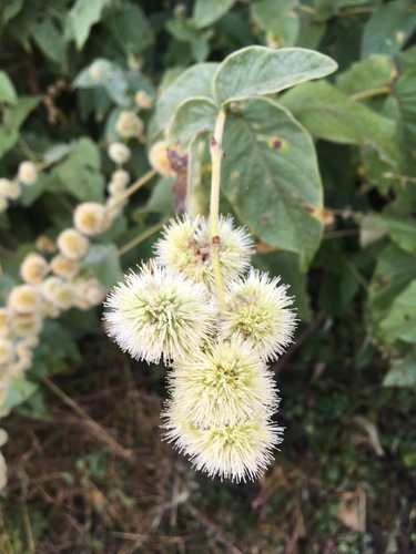 Cyathula capitata
