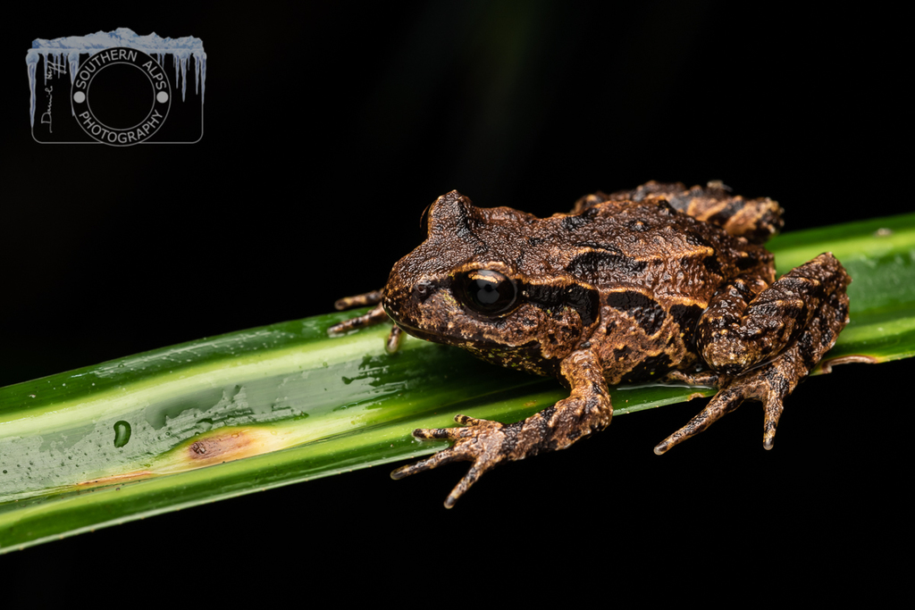 Archey's Frog in April 2021 by Danilo Hegg · iNaturalist NZ