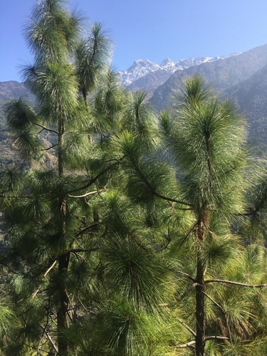 Chir Pine (Pinus roxburghii) · iNaturalist.org