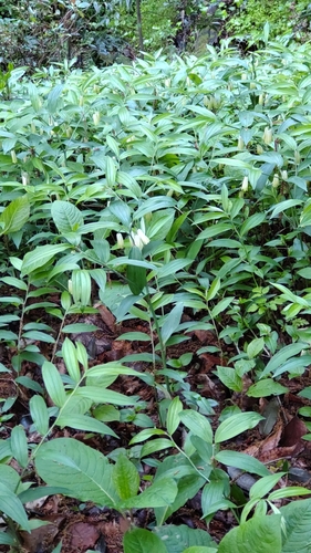 Disporum sessile 2