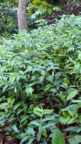 Disporum sessile 3