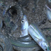 California Grunion - Photo (c) Graham Montgomery, all rights reserved, uploaded by Graham Montgomery
