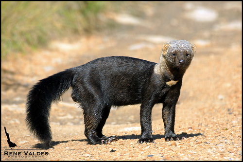 Tayra