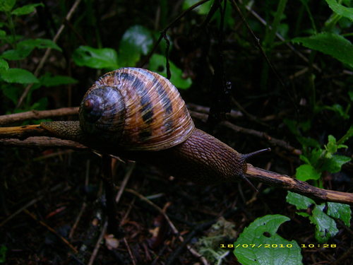 Humboldtiana fasciata