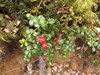 Mountain Snowberry - Photo (c) Melissa Hutchison, all rights reserved, uploaded by Melissa Hutchison