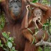Orangutans - Photo (c) Chien Lee, all rights reserved, uploaded by Chien Lee