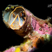 Tube Snails - Photo (c) Albert Alonso, all rights reserved, uploaded by Albert Alonso