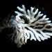 Tuning Fork Bryozoan - Photo (c) Albert Alonso, all rights reserved, uploaded by Albert Alonso