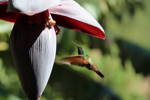 Berylline Hummingbird (Saucerottia beryllina)