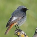 Black Redstart - Photo (c) David Roche, all rights reserved, uploaded by David Roche
