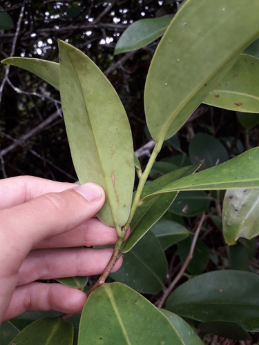 Souroubea guianensis