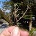 Olearia lineata - Photo (c) Jason Butt, כל הזכויות שמורות, הועלה על ידי Jason Butt