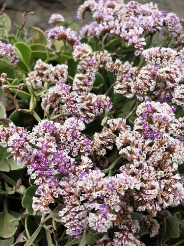 Limonium braunii