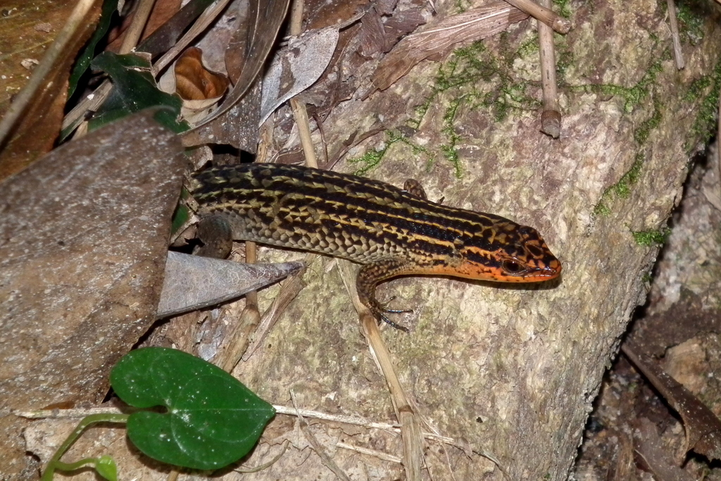 Rough-scaled Sun Skink (Eutropis rugifera)