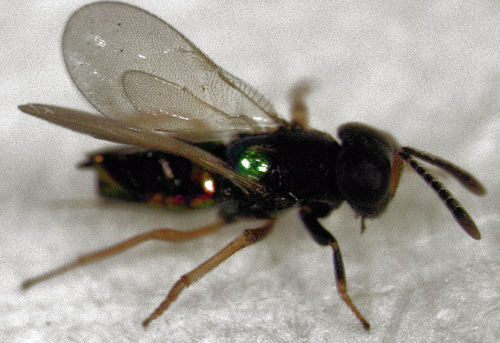 Parectromoides varipes