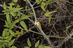 Cardiospermum galapageium image