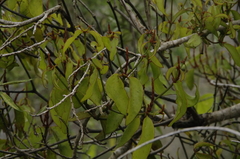 Image of Phoradendron berteroanum