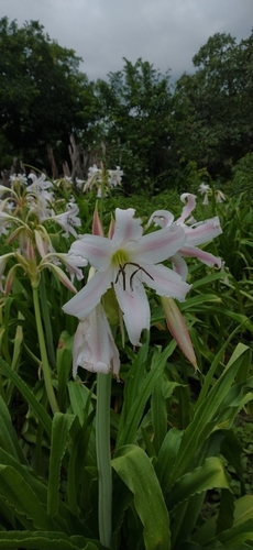 Crinum zeylanicum (L.) L.
