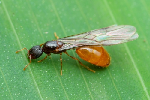 Carebara bruchiCarebara bruchi