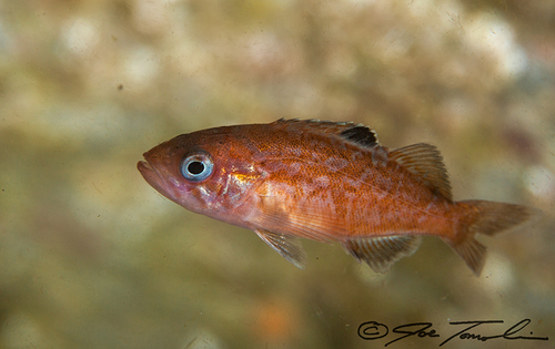 Blue Rockfish