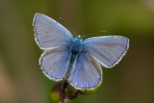 Polyommatus