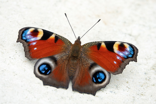 Aglais io