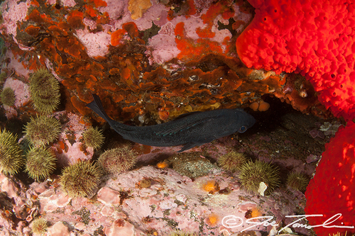 Dark Dusky Rockfish