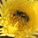 Desert Dandelion Fairy Bee - Photo (c) susanmf, all rights reserved, uploaded by susanmf