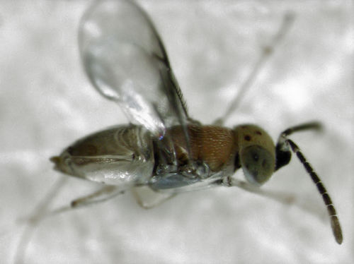 Gyranusoidea