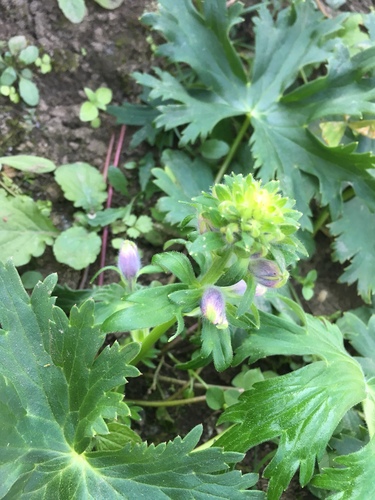 Delphinium denudatum · iNaturalist