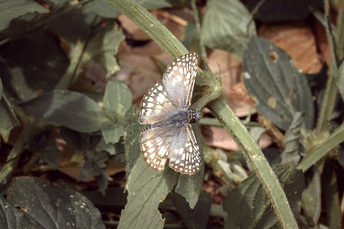 Orcus Checkered-Skipper